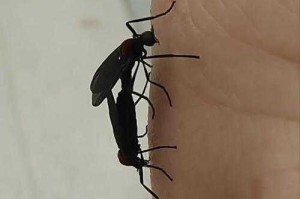 首尔爱情虫生态异象，首尔爱情虫生态异象，神秘爆发引科学界关注