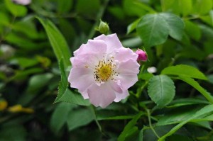 七姊妹蔷薇花：品种特点、种植养护与花期管理全攻略
