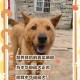 中华田园犬禁养令松绑，一场关于生命权的温柔革命，中华田园犬禁养令解禁，生命权革命推动文明进步