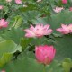 梦幻西游莲花池公园