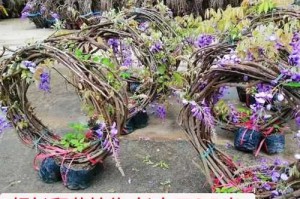 梦幻西游紫藤花苞找谁兑换 兑换，花苞 紫藤花