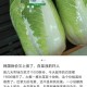 韩国大白菜价翻倍！高温天气如何让白菜变金菜？韩国大白菜价翻倍！高温天气如何让白菜变金菜？