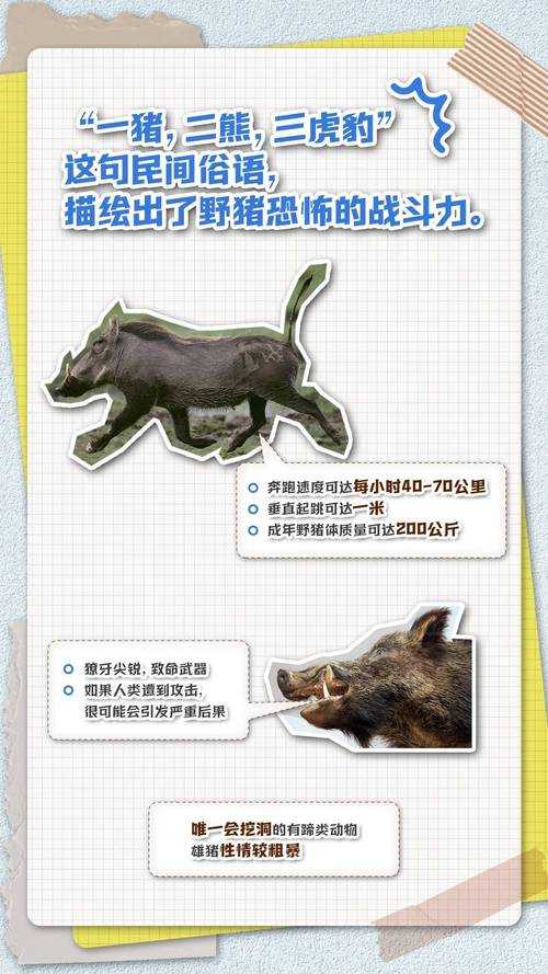 揭秘:哪些动物能捕食豪猪?天敌与捕食策略全解析