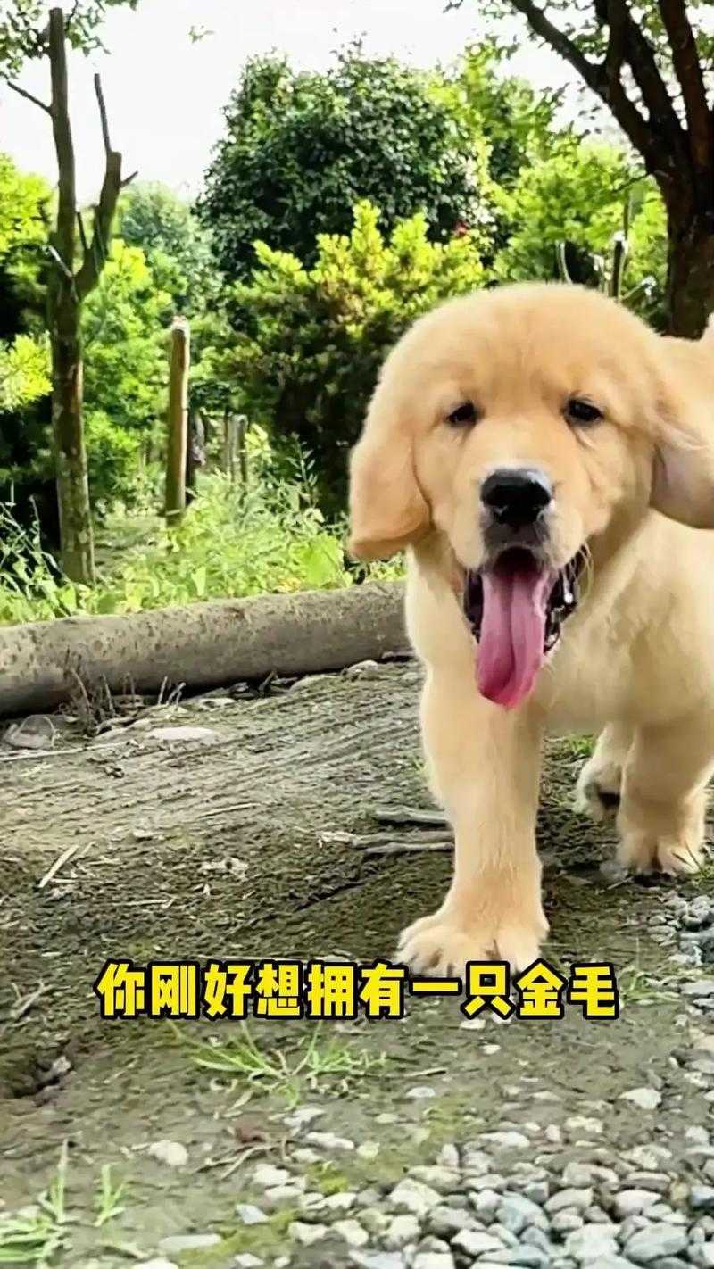 纯种金毛的特征有哪些?如何辨别纯种金毛犬