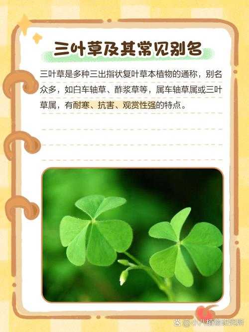相差慧差三叶草是什么?解析三叶草的神秘差异