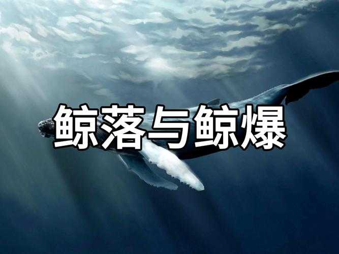 鲸落是什么?为什么鲸鱼死后会跳一下?揭秘鲸落现象