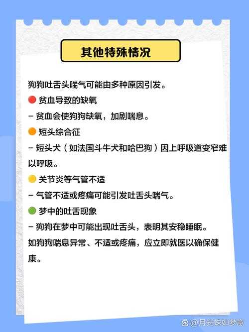狗狗一边伸舌头一边快速喘气怎么回事?原因与应对方法