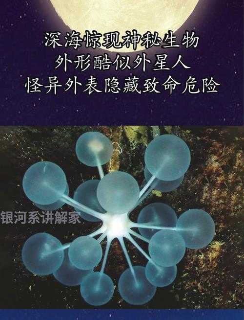 深海打孔高手,揭秘神秘海洋生物的身份