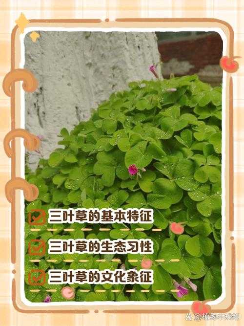 三叶草研究所官网 - 专业植物研究机构官方网站