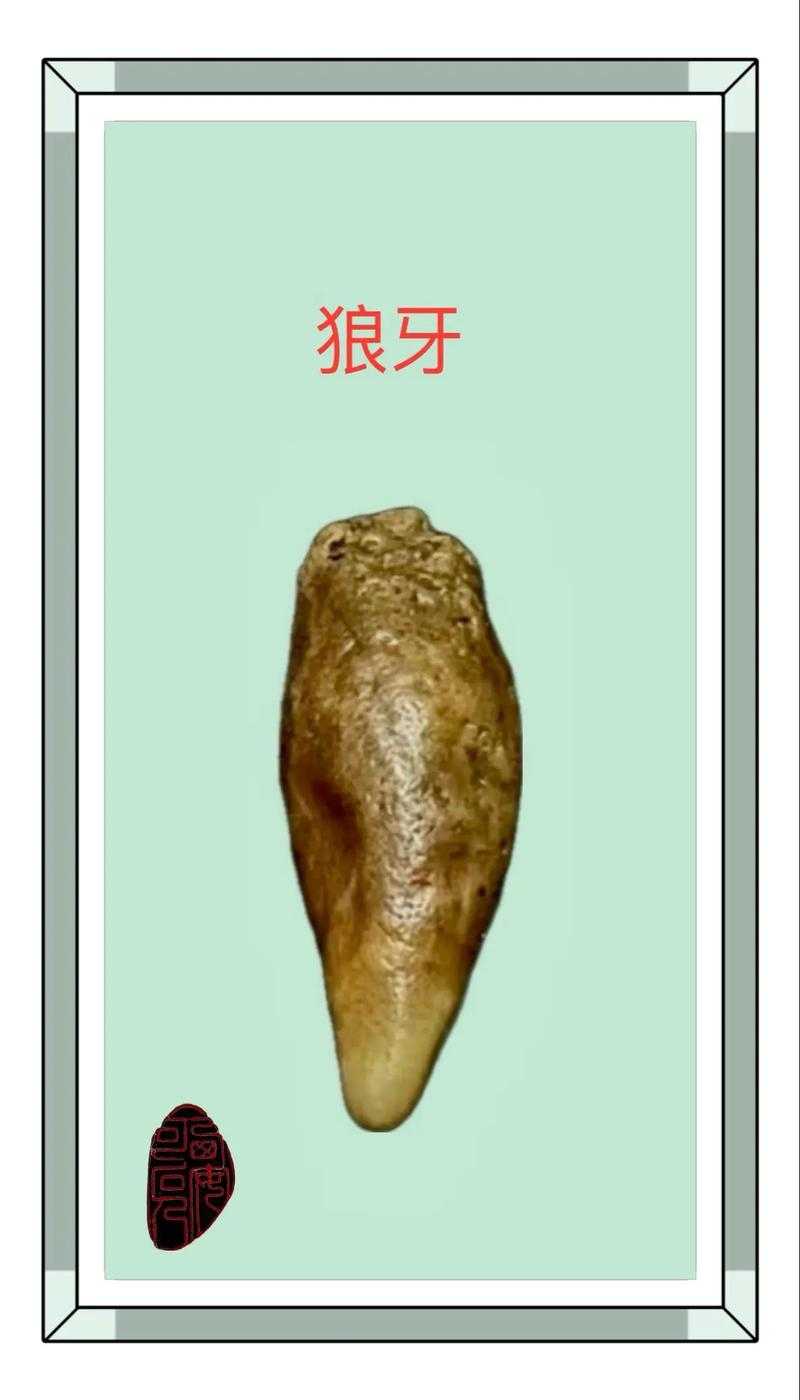 揭秘:10种牙齿最锋利的动物排行榜,第一名你绝对想不到