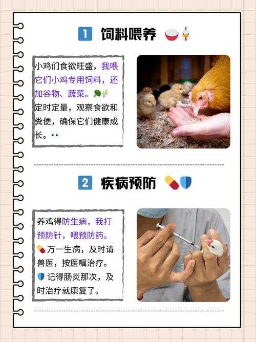 桃源记禽舍怎么养鸡