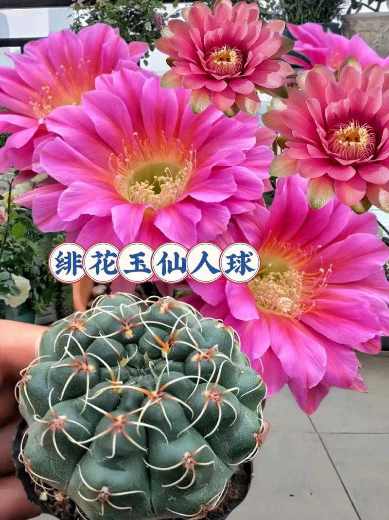 仙人球的种类有哪些？常见仙人球品种大全及养护指南
