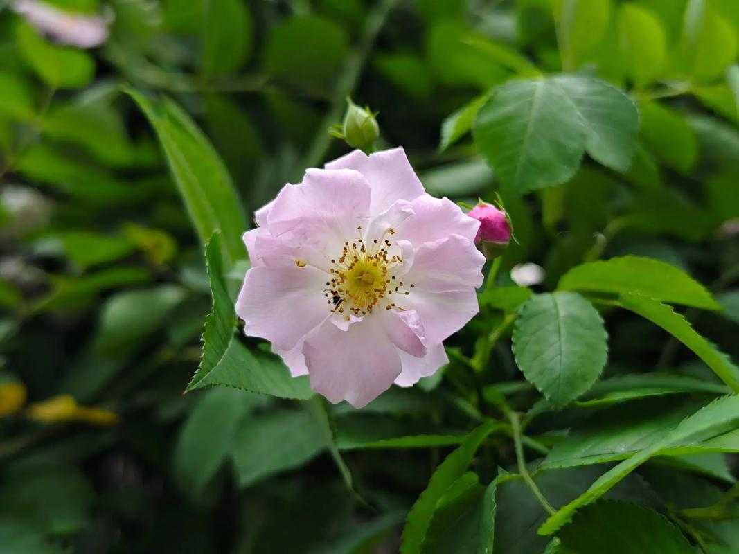 七姊妹蔷薇花：品种特点、种植养护与花期管理全攻略