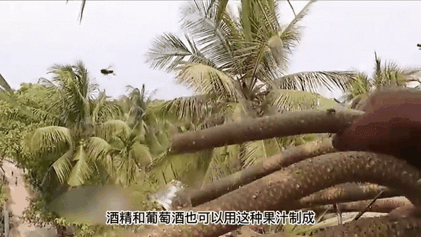 印度亿万富翁误吞蜜蜂身亡,一场看似寻常的遭遇如何引发致命后果,印度亿万富翁误吞蜜蜂致死,寻常事件如何引发致命后果