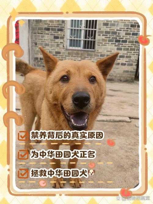 中华田园犬禁养令松绑,一场关于生命权的温柔革命