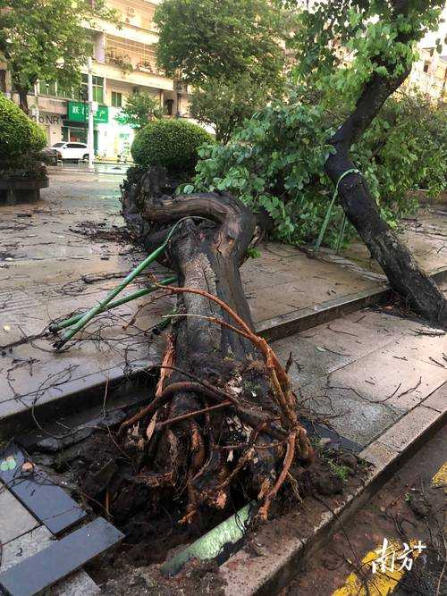 广东中山狂风暴雨树木砸中车辆事件回顾