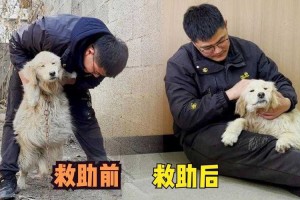 男子落水被自家金毛救上岸，宠物救援背后的科学训练与人性温度，金毛勇救落水主人，科学训练与人性温度的完美交融