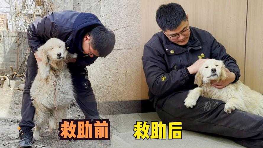 男子落水被自家金毛救上岸,宠物救援背后的科学训练与人性温度